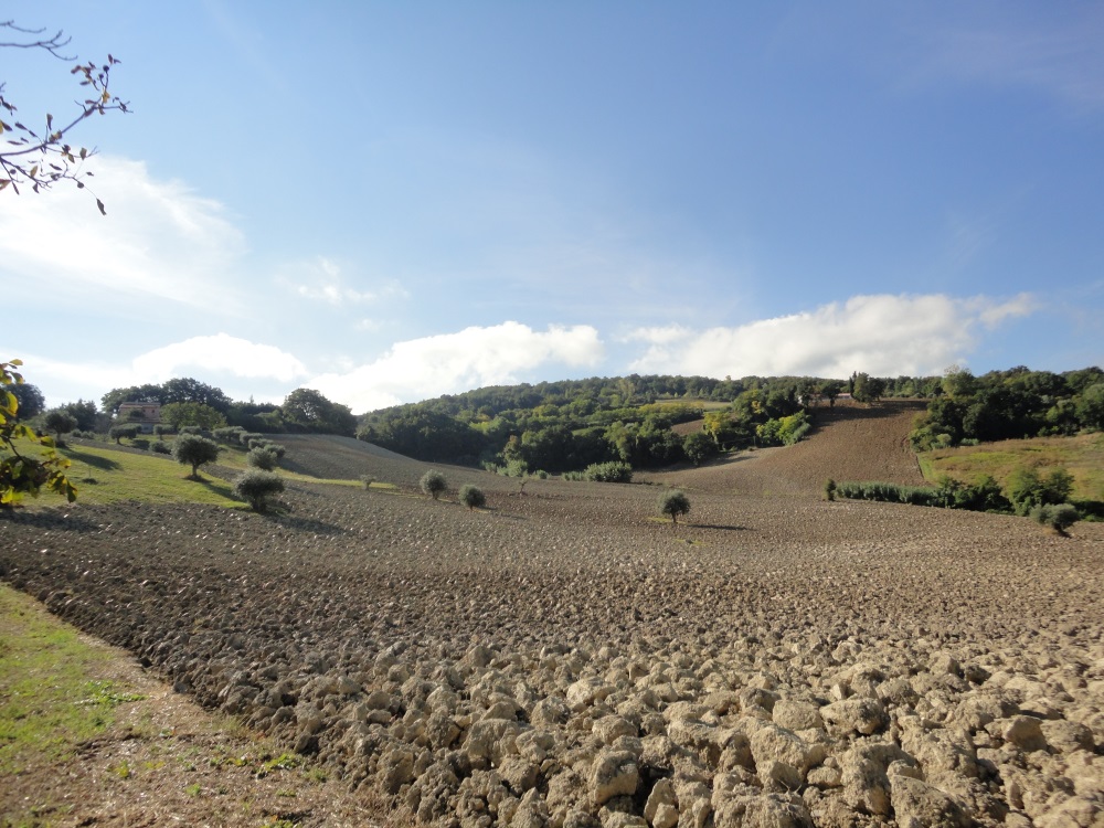 Terreno Agricolo in vendita a Cingoli
