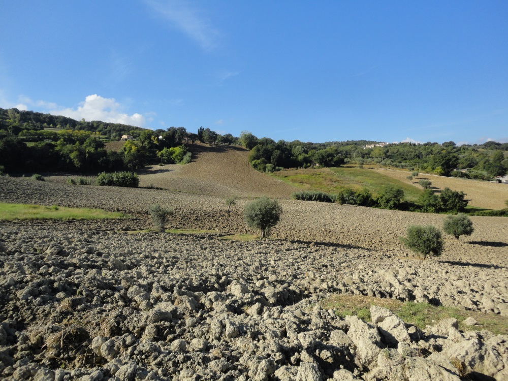 Terreno Agricolo in vendita a Cingoli