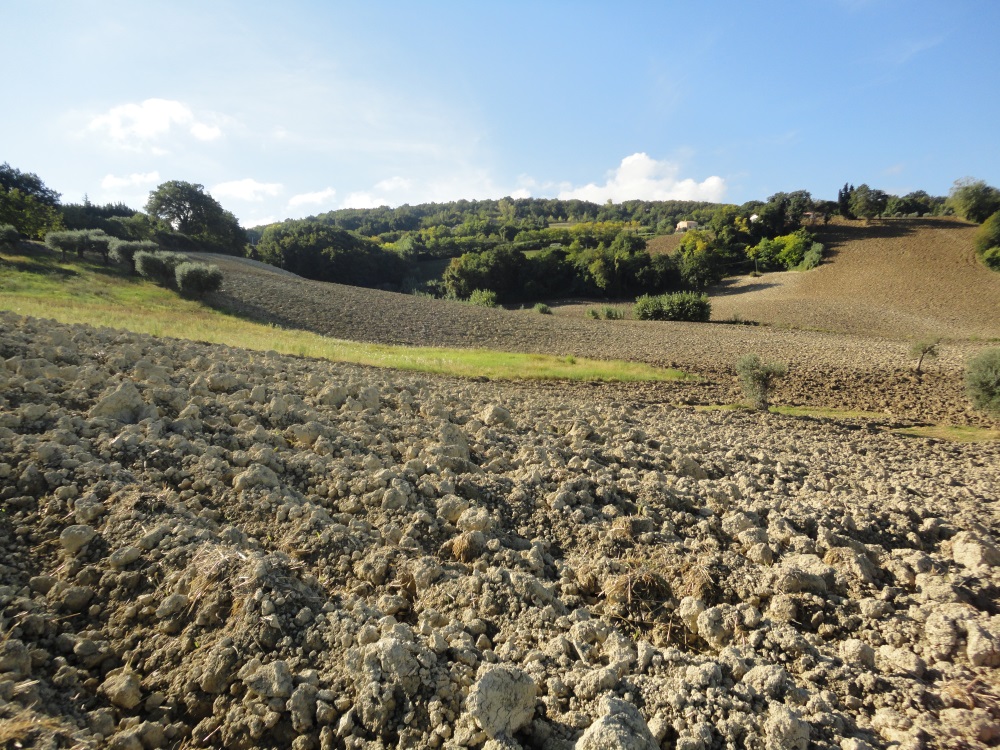 Terreno Agricolo in vendita a Cingoli