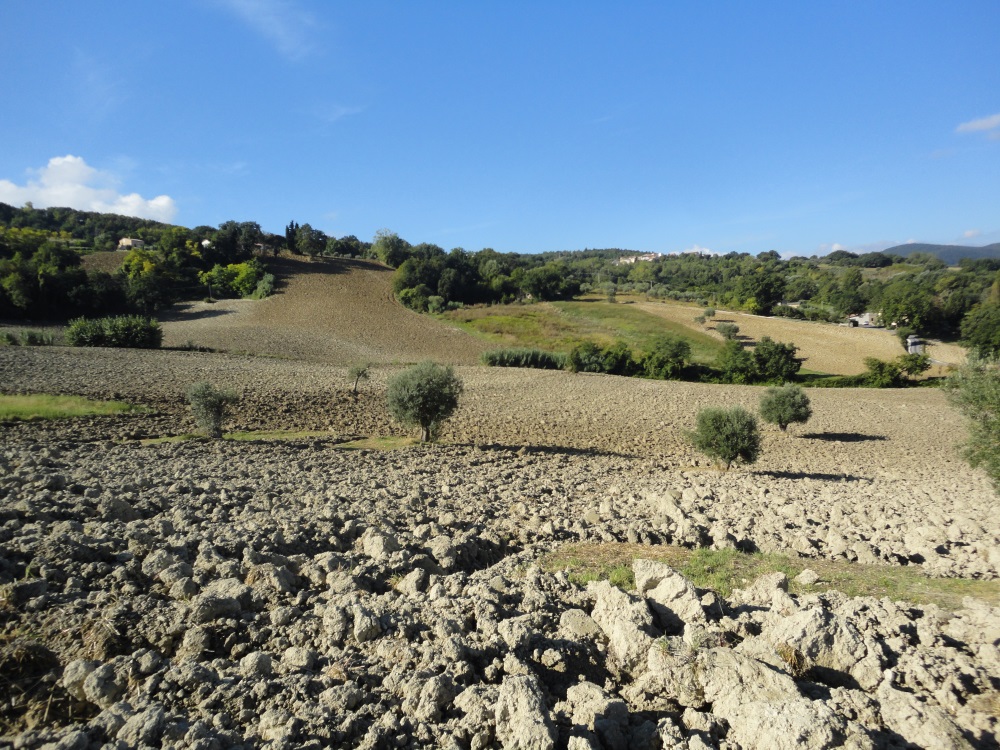 Terreno Agricolo in vendita a Cingoli