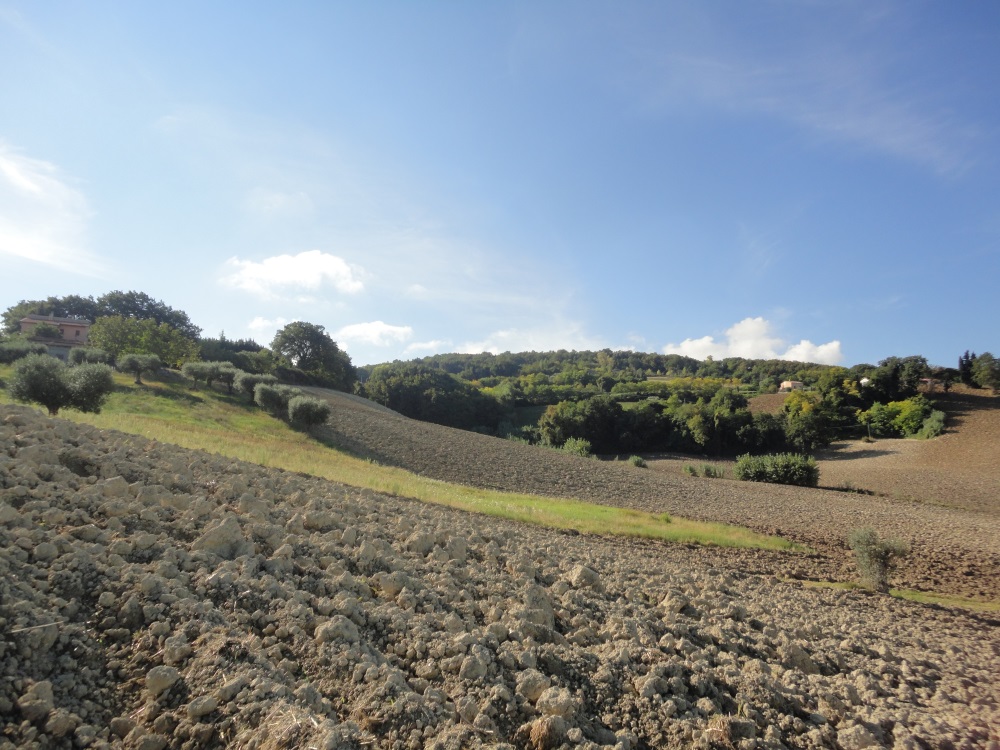 Terreno Agricolo in vendita a Cingoli