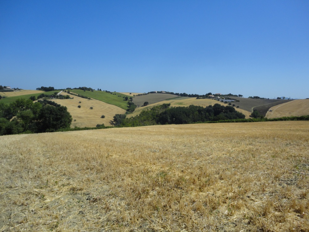 Terreno Agricolo in vendita a Jesi