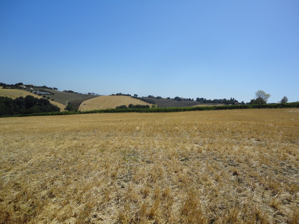 Terreno Agricolo in vendita a Jesi