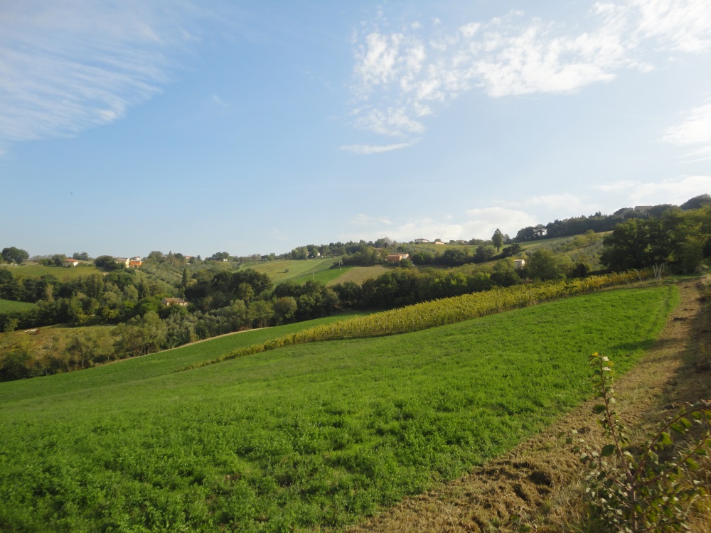 Terreno Agricolo in vendita a Serra de' Conti