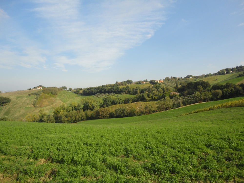 Terreno Agricolo in vendita a Serra de' Conti