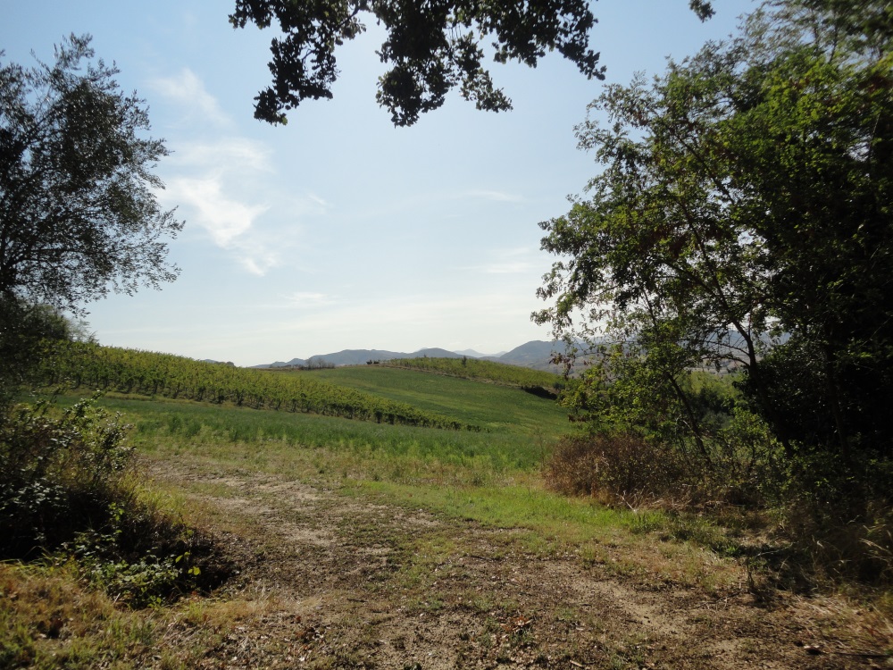 Terreno Agricolo in vendita a Serra de' Conti