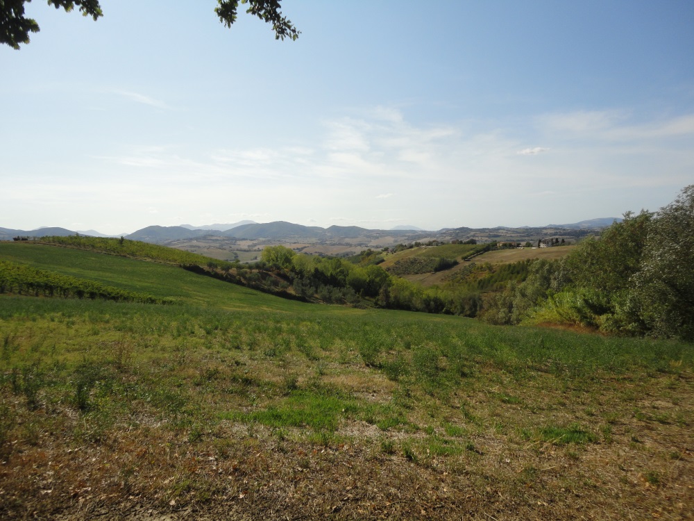 Terreno Agricolo in vendita a Serra de' Conti