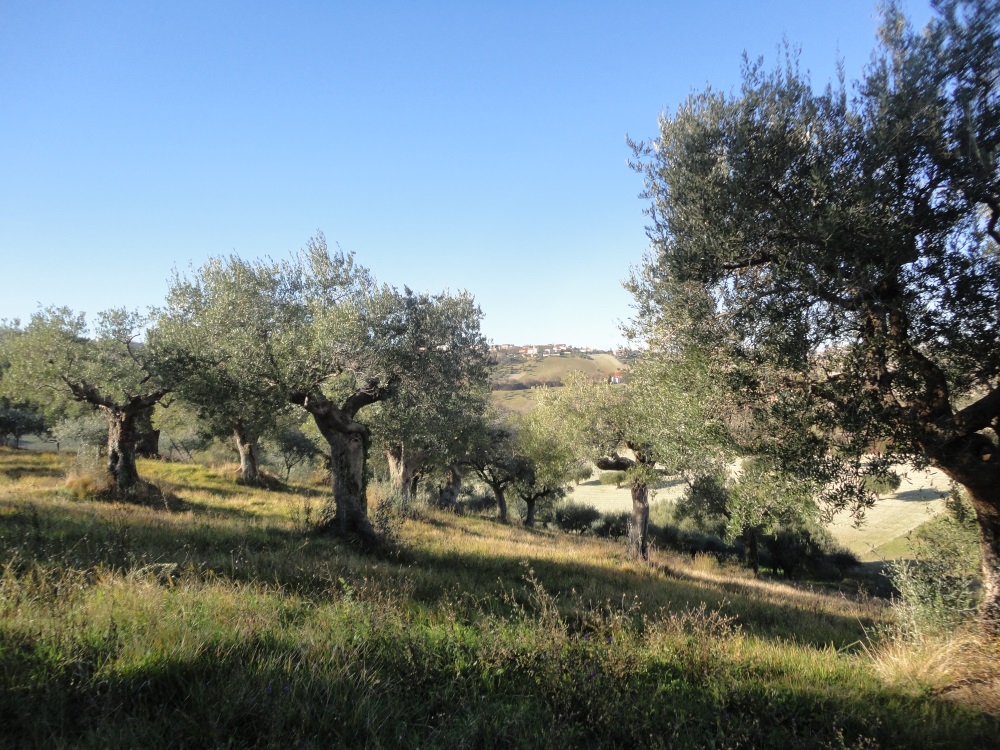 Terreno edificabile in vendita a Cingoli