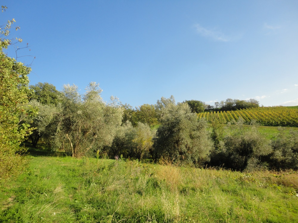 Terreno edificabile in vendita a Serra de' Conti