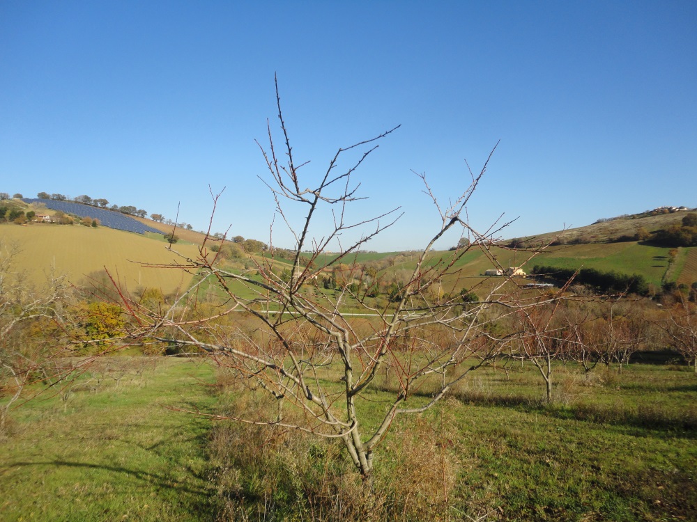 Villa in campagna in vendita a Castelplanio