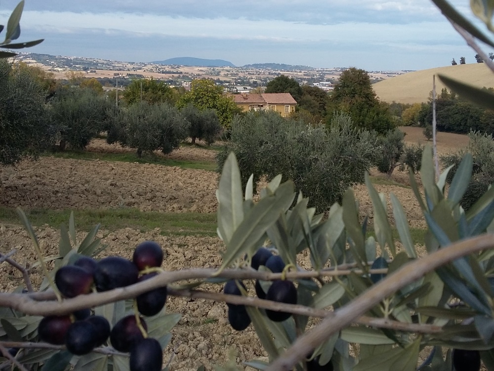 Casa da ristrutturare (in campagna) in vendita a Montelupone, San Firmano