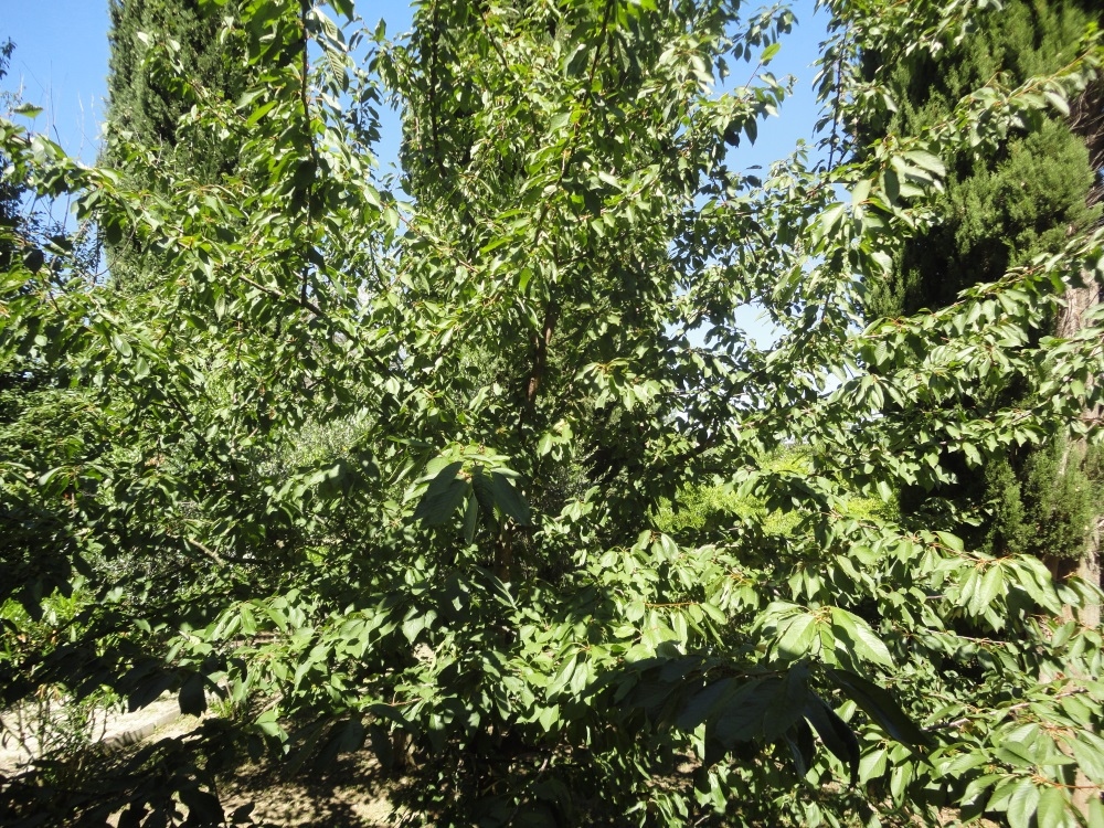 Villa in campagna in vendita a Montecarotto