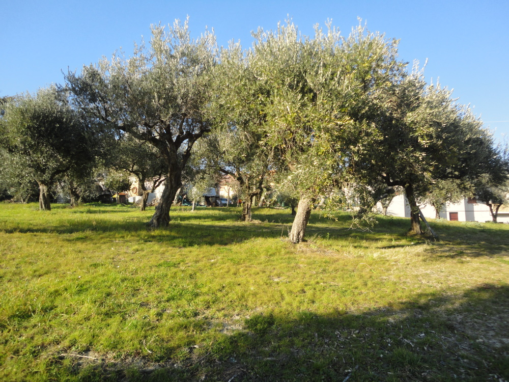 Casa in pietra con terreno in vendita a Monte Roberto