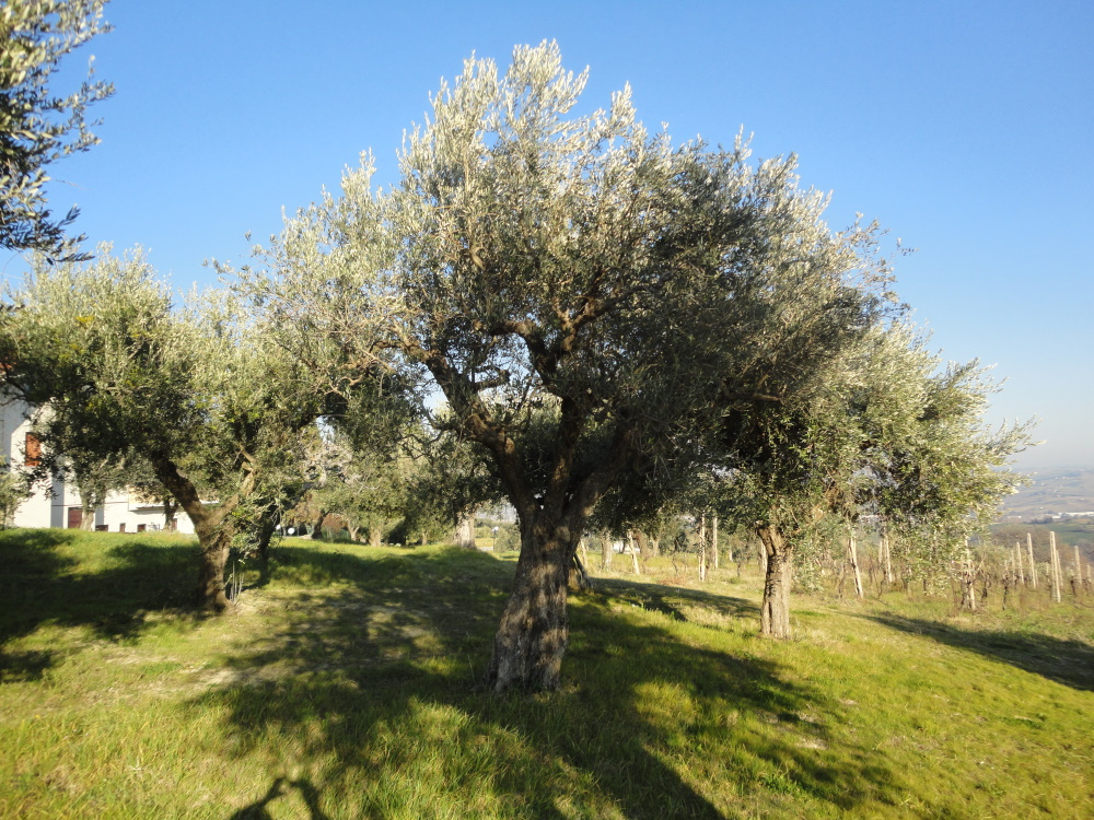 Casa in pietra con terreno in vendita a Monte Roberto