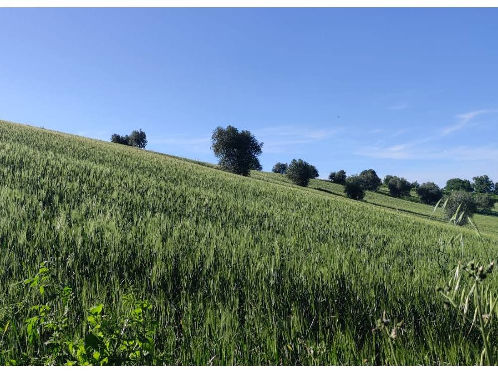 Terreno Agricolo in vendita a Serra de' Conti