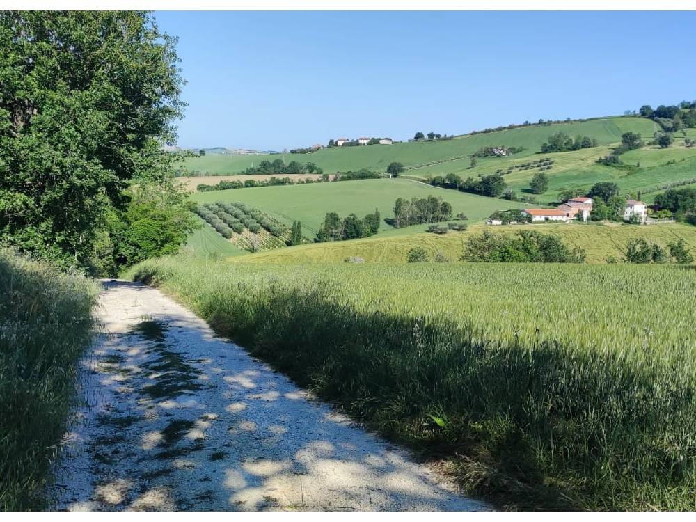 Terreno Agricolo in vendita a Serra de' Conti