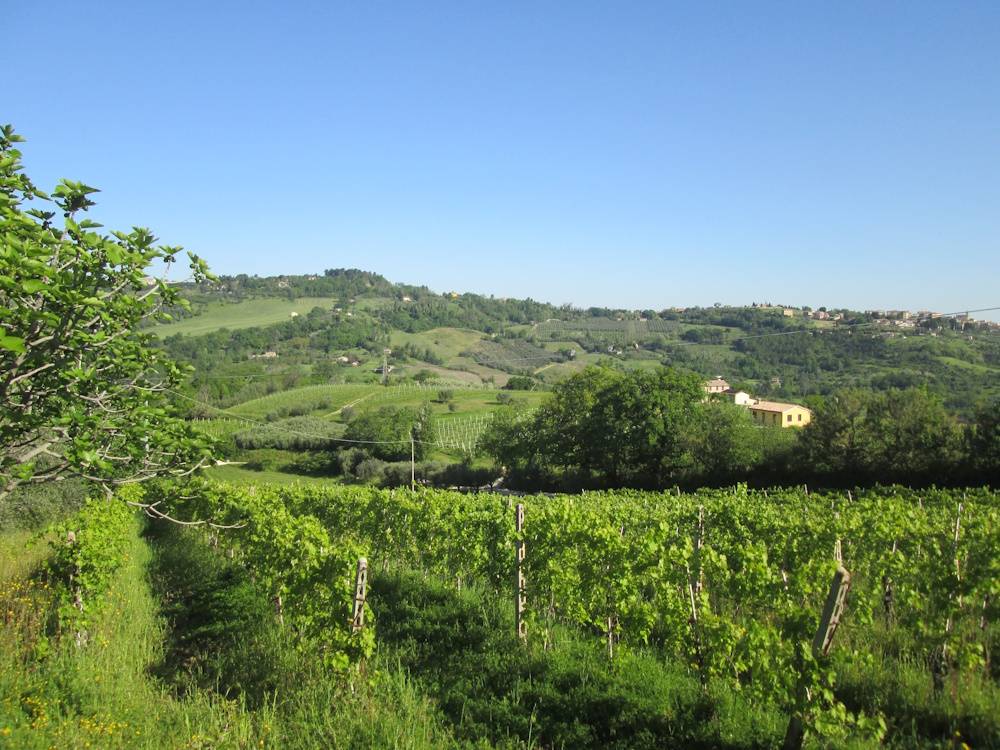 Casa in pietra con terreno in vendita a Cupramontana