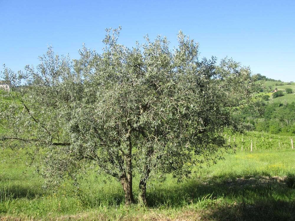 Casa in pietra con terreno in vendita a Cupramontana