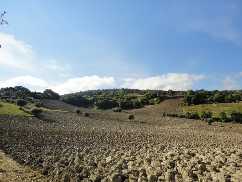Terreno Agricolo in vendita a Cingoli