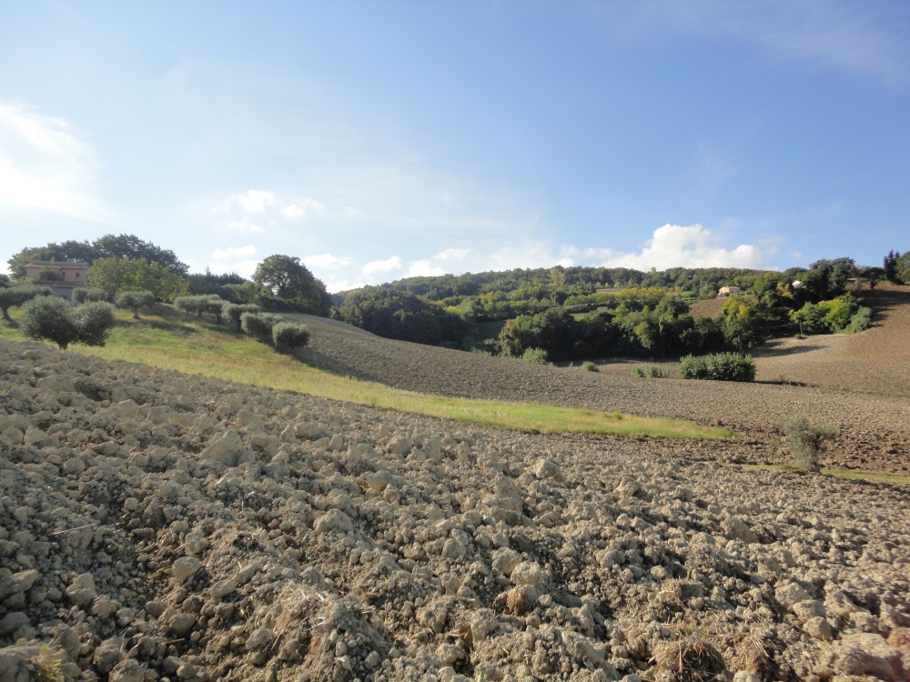 Terreno Agricolo in vendita a Cingoli