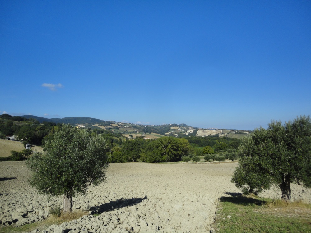 Terreno Agricolo in vendita a Cingoli