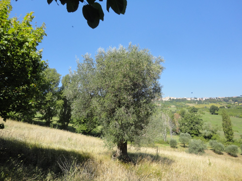 Casa parzialmente ristrutturata (in campagna) in vendita a Cupramontana