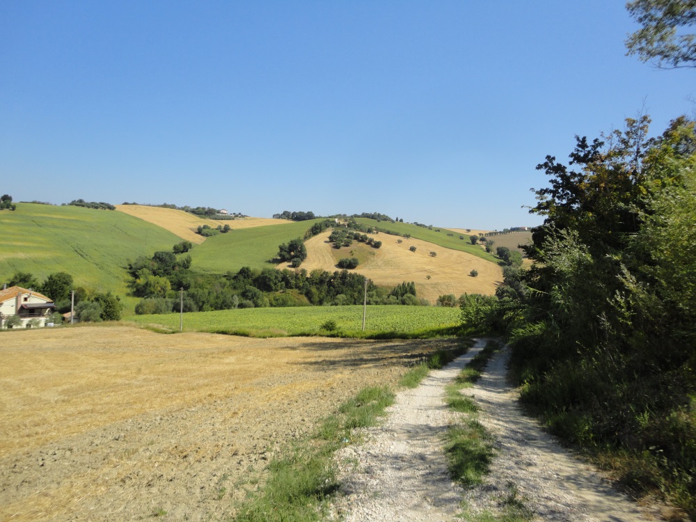 Terreno Agricolo in vendita a Jesi