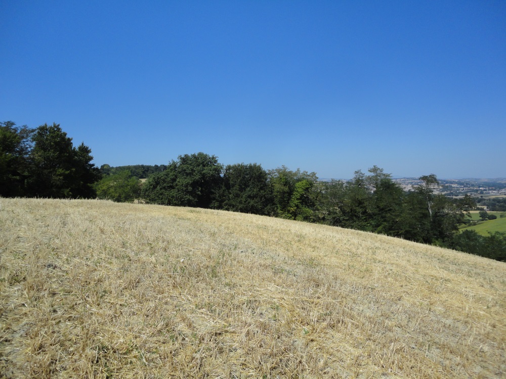 Terreno Agricolo in vendita a Jesi