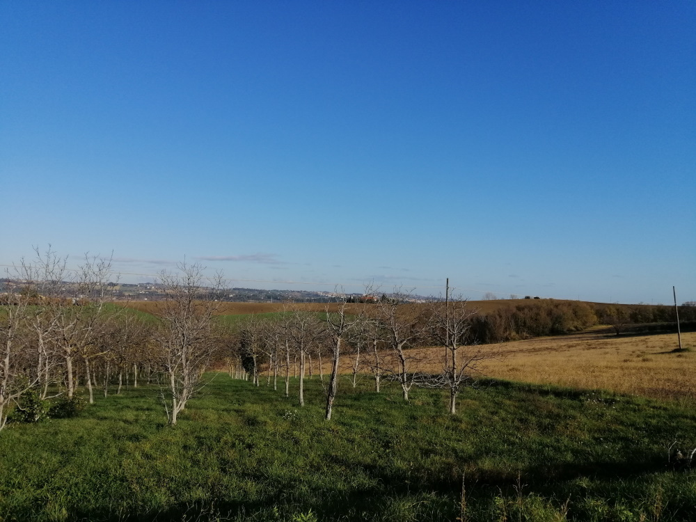 Terreno Agricolo in vendita a San Paolo di Jesi