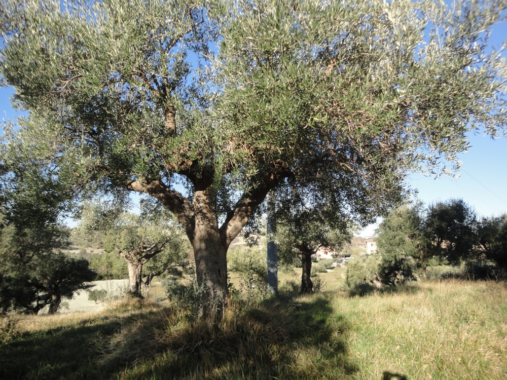 Terreno edificabile in vendita a Cingoli