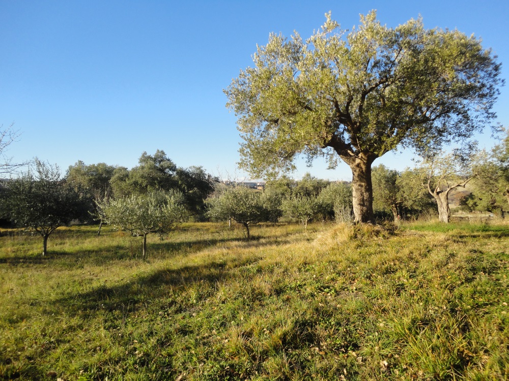 Terreno edificabile in vendita a Cingoli