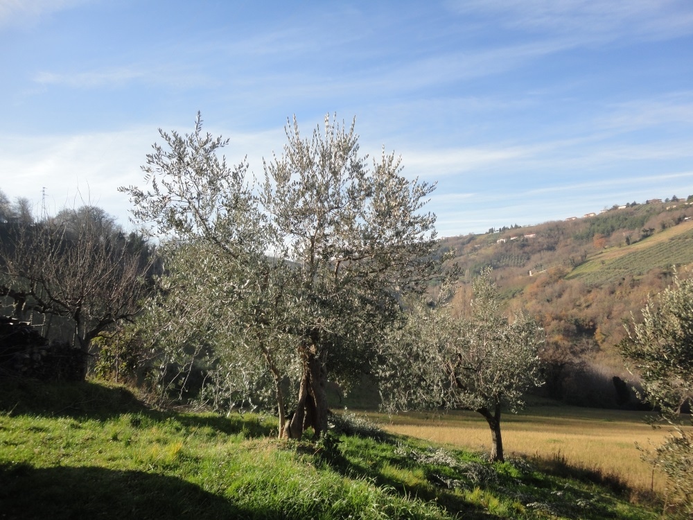 Casa in pietra con terreno in vendita a Poggio San Marcello