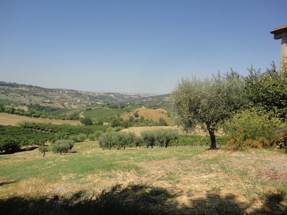 Terreno Agricolo in vendita a Cupramontana