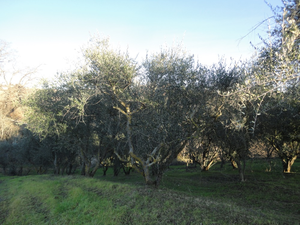 Casa in pietra con terreno in vendita a San Marcello