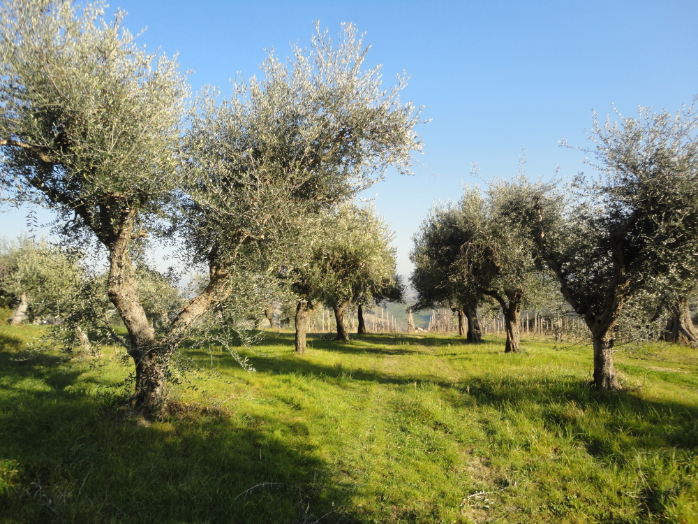 Casa in pietra con terreno in vendita a Monte Roberto