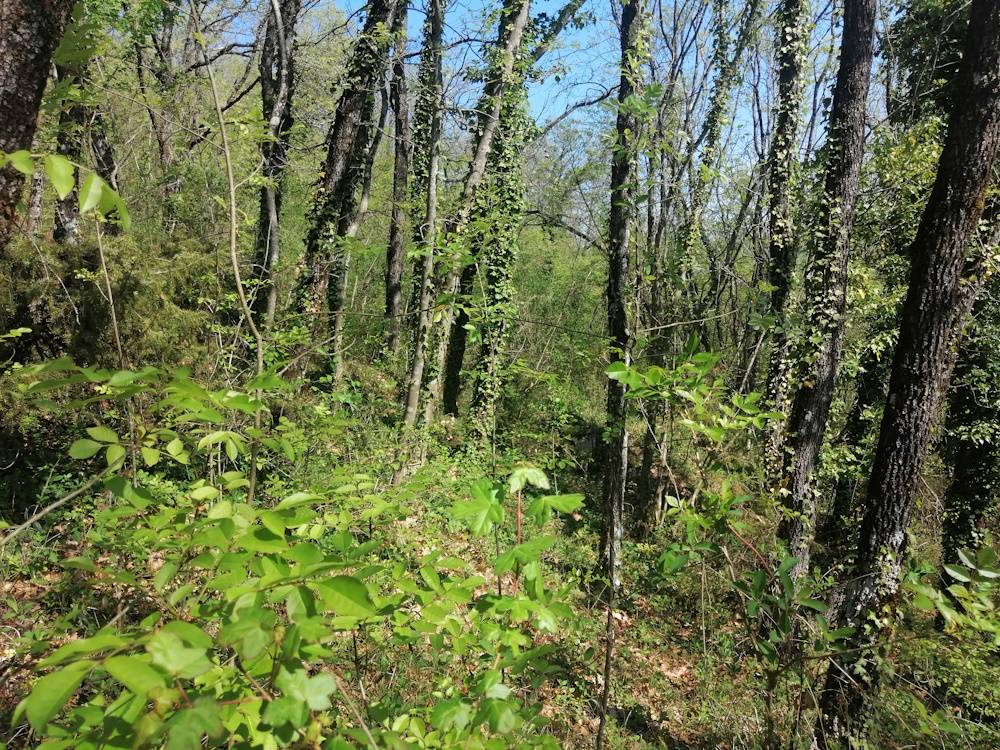 Casa in pietra con terreno in vendita a Sassoferrato