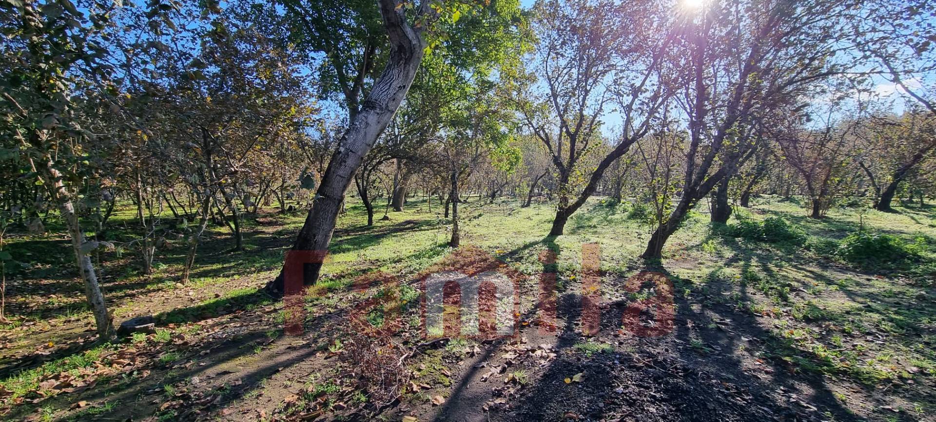 Terreno Agricolo in vendita a Avella
