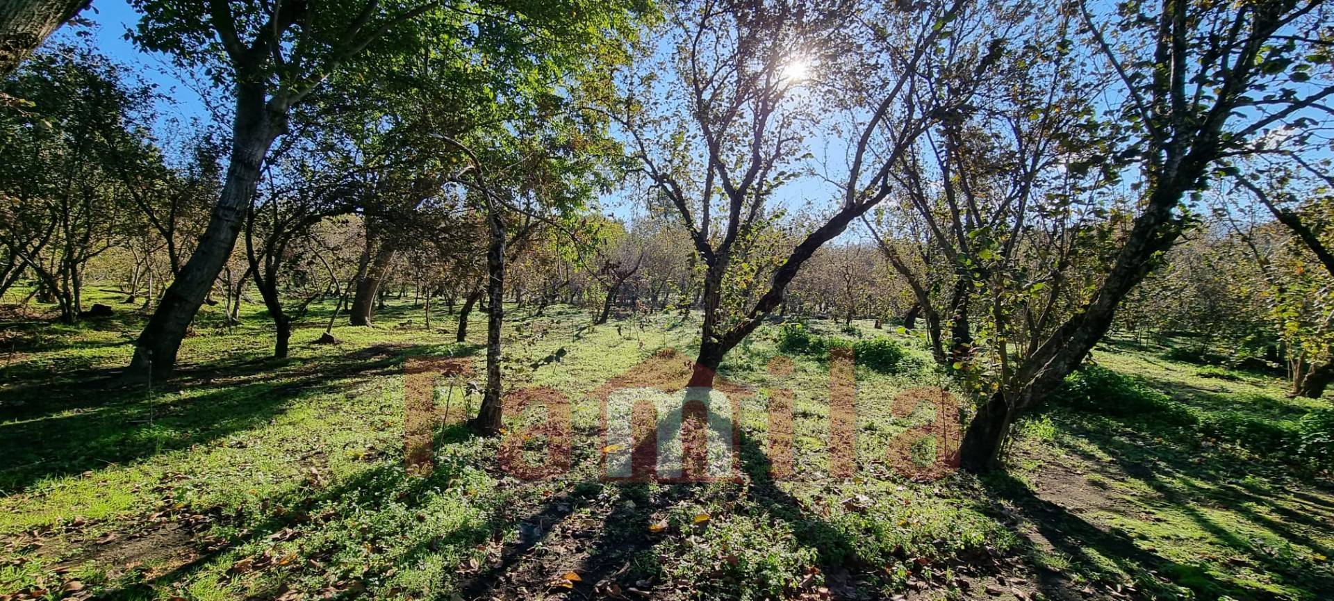 Terreno Agricolo in vendita a Avella