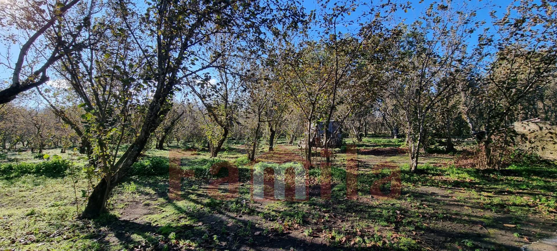 Terreno Agricolo in vendita a Avella
