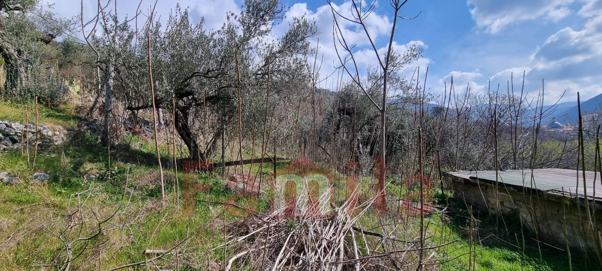 Terreno Agricolo in vendita a Mugnano del Cardinale