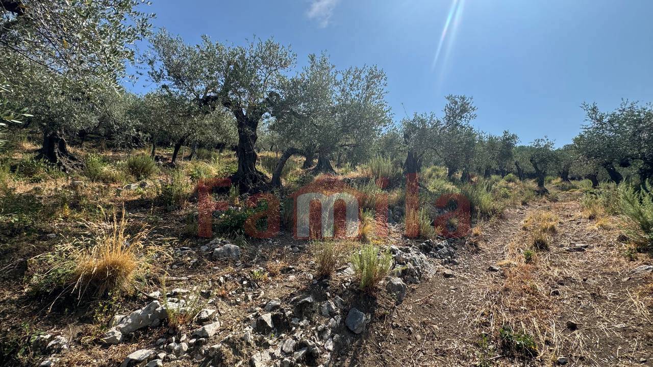 Terreno Agricolo in vendita a Avella
