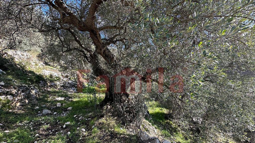 Terreno Agricolo in vendita a Quadrelle