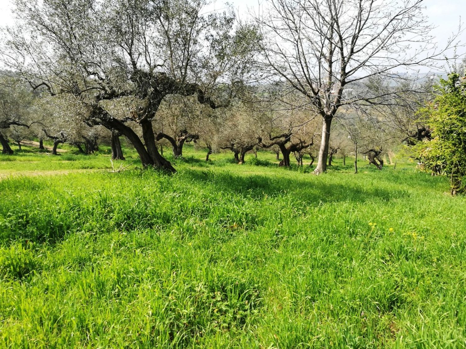 Terreno in vendita in contrada collecchio 0, Pianella