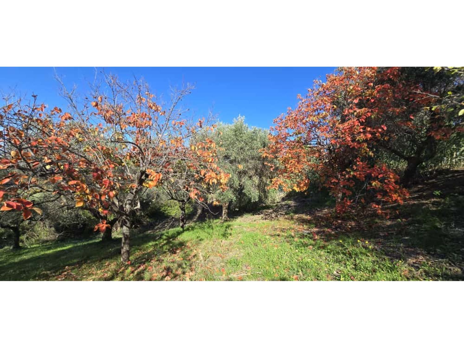 Terreno in vendita in strada vicinale case delle monache 62, Pescara