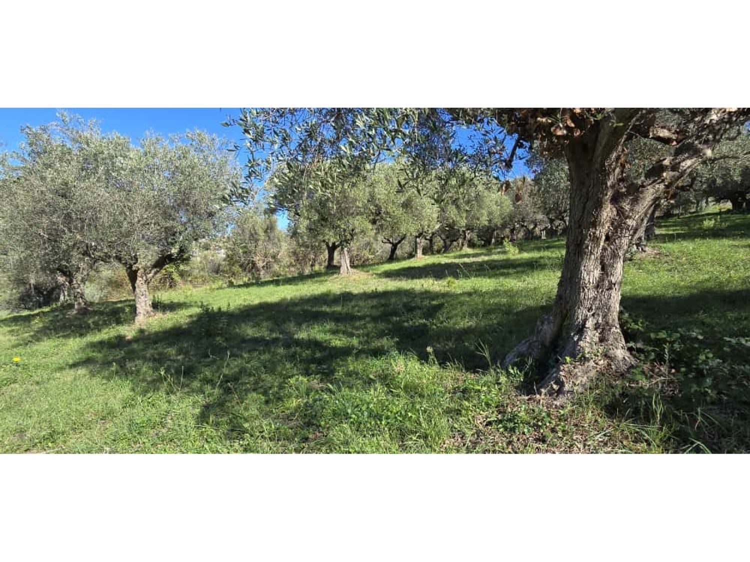 Terreno in vendita in strada vicinale case delle monache 62, Pescara