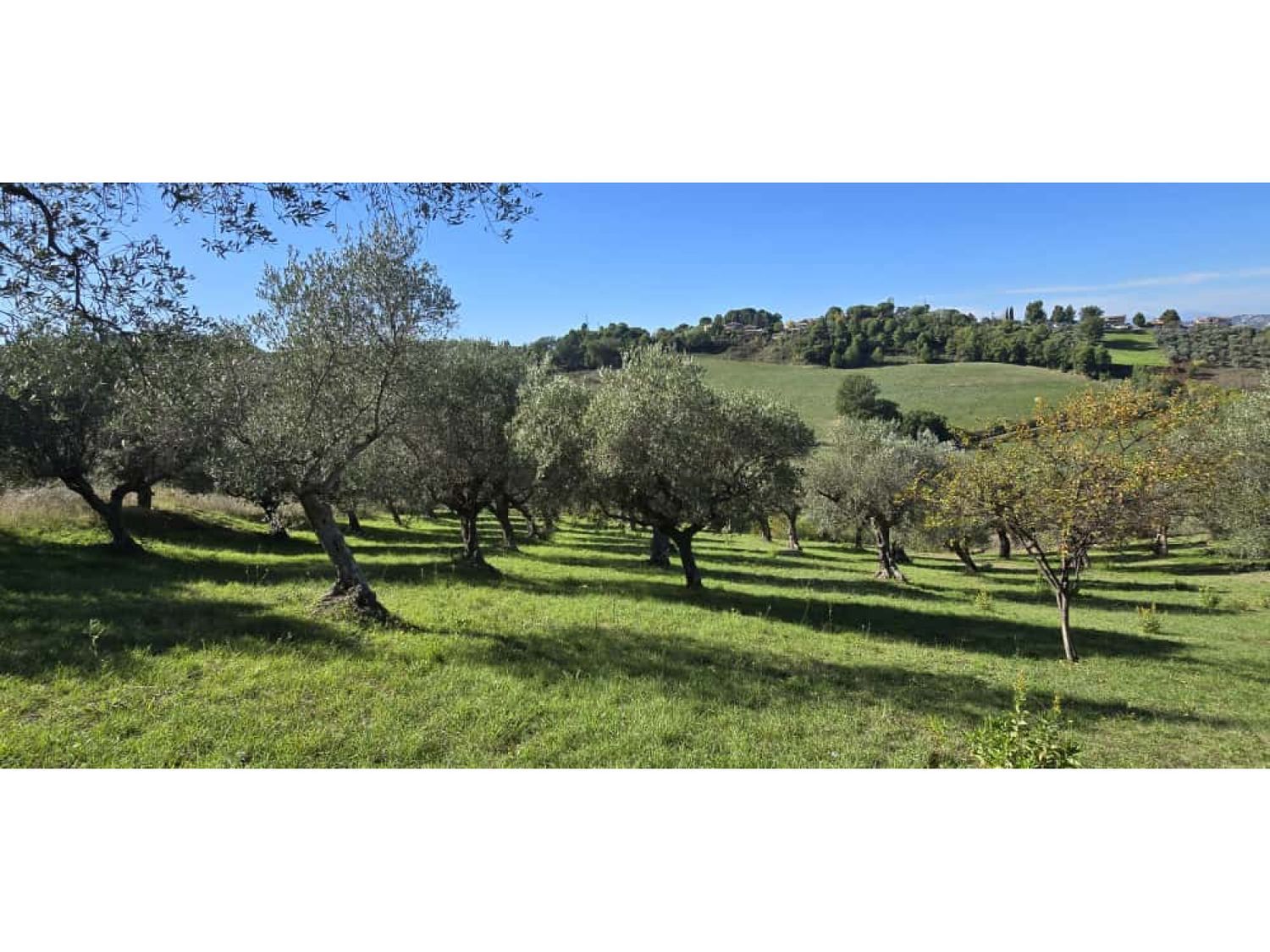 Terreno in vendita in strada vicinale case delle monache 62, Pescara