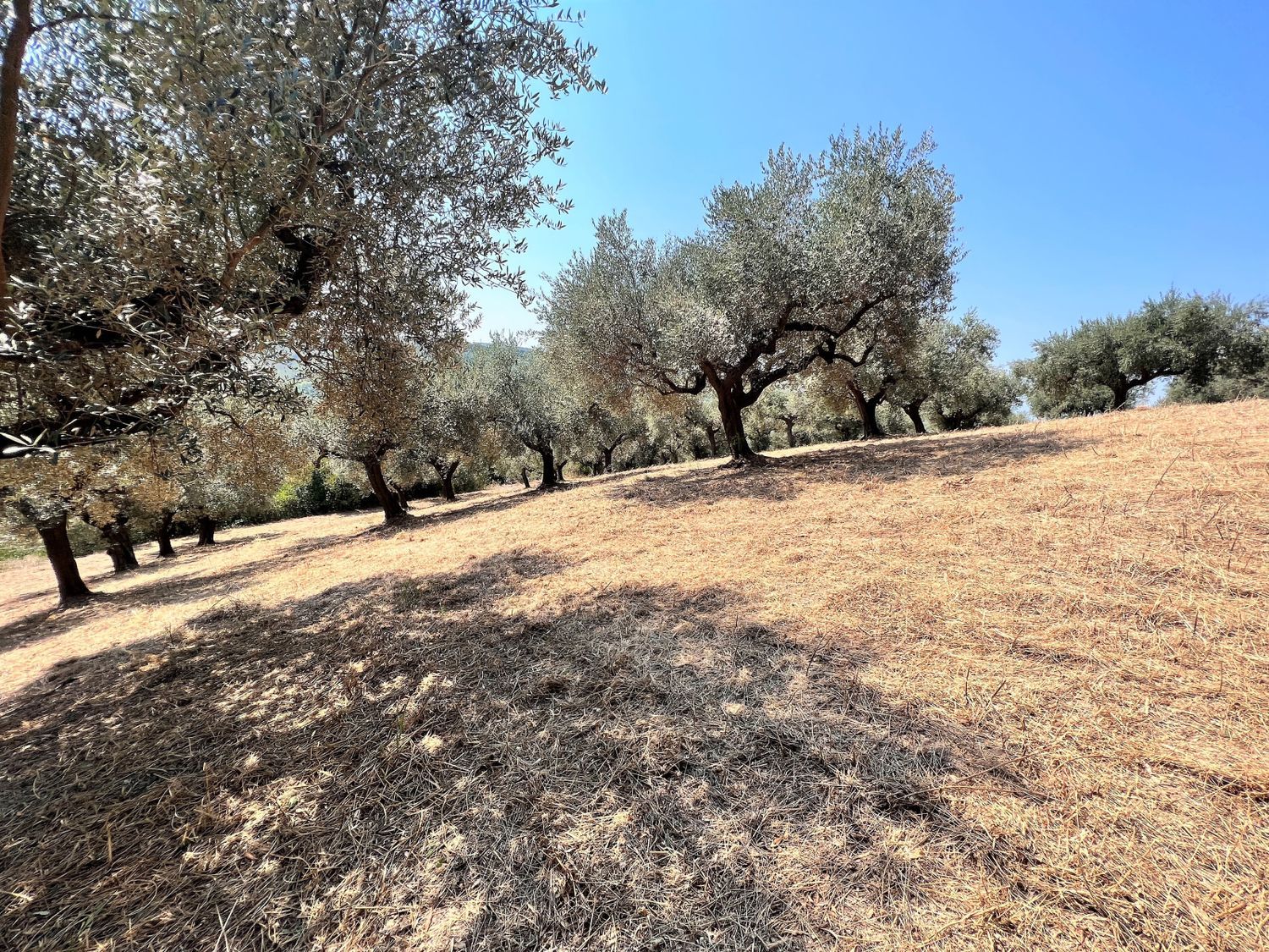 Terreno vista mare in via alcide de gasperi 0, Montesilvano