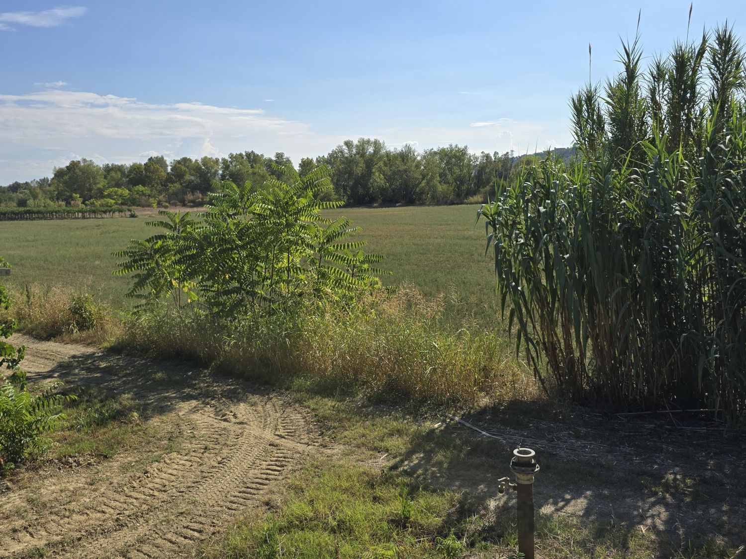 immagine annuncio 5 di 6