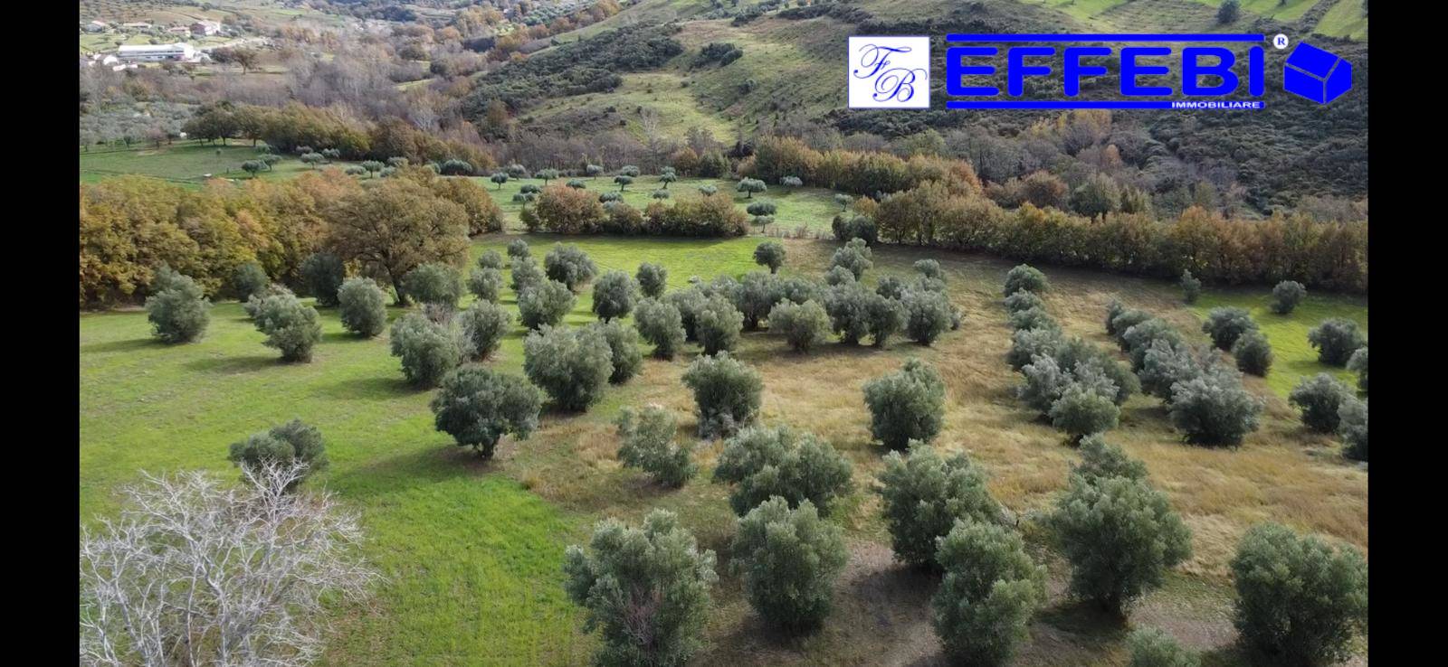 Terreno Agricolo in vendita a San Benedetto Ullano