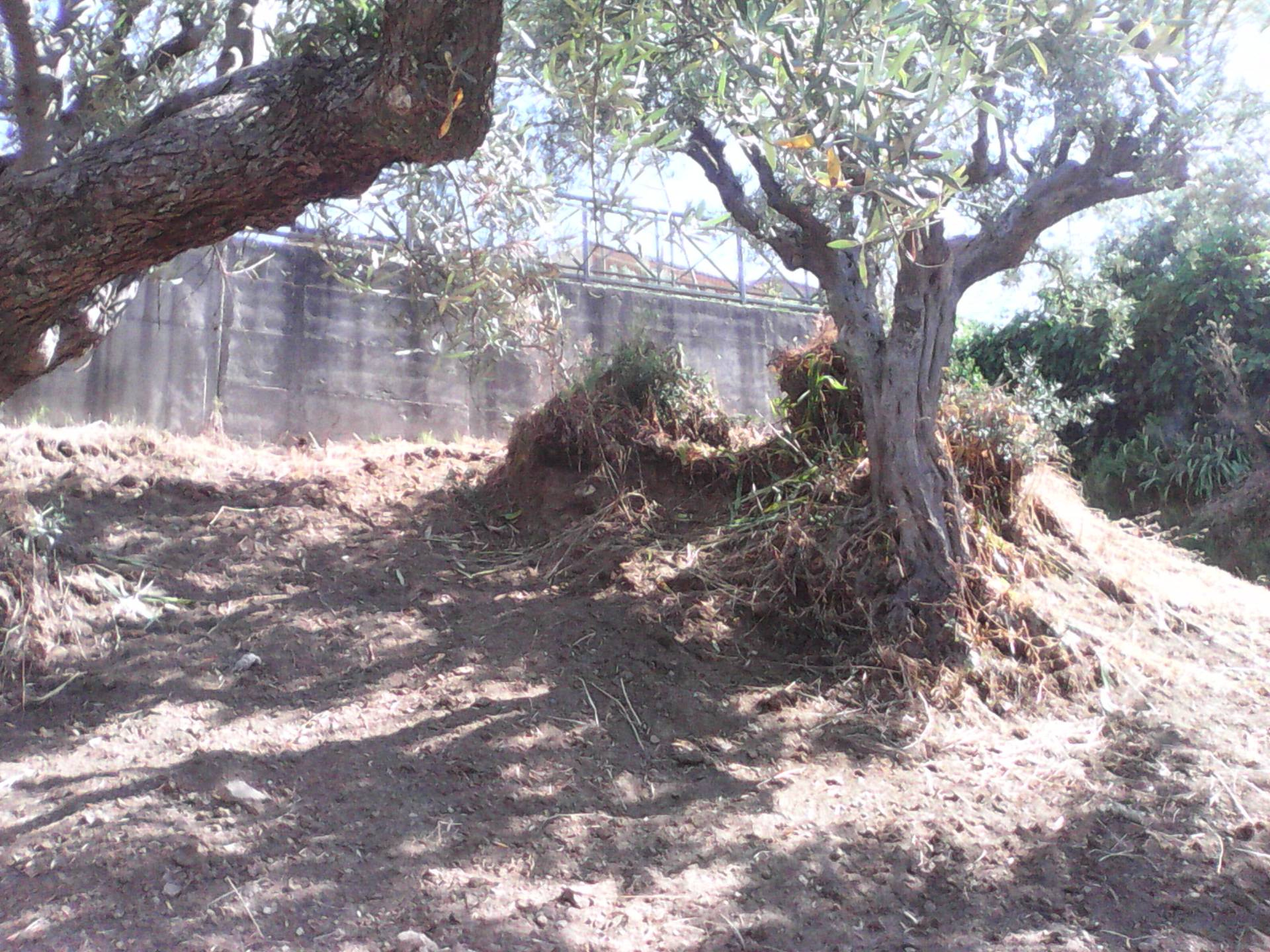 Terreno edificabile in vendita a Casali del Manco